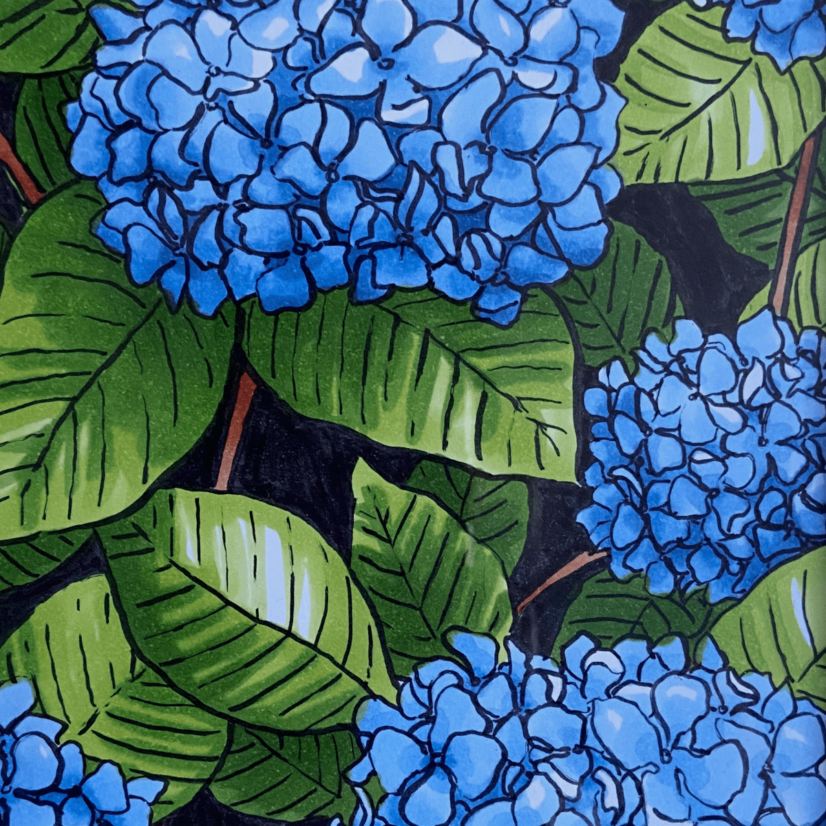 Blue hydrangeas