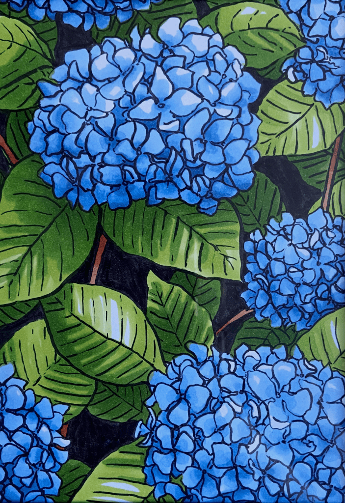 Blue hydrangeas